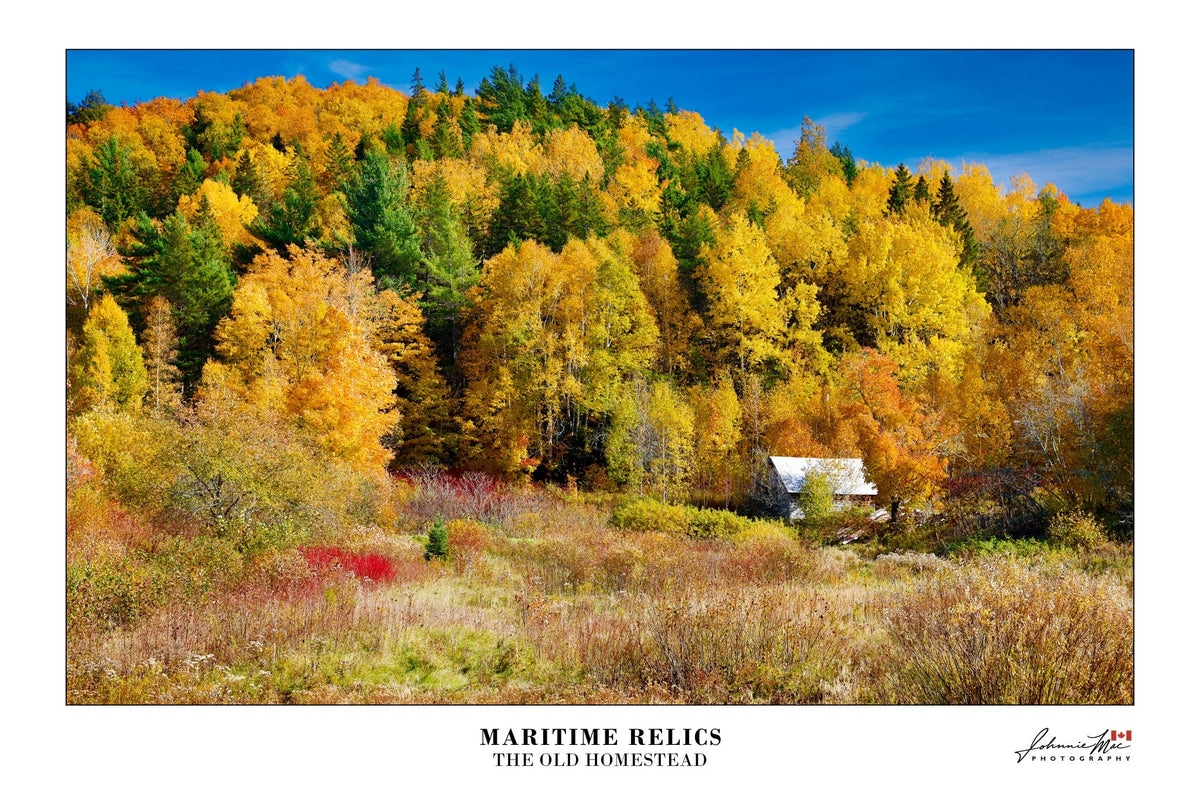 Maritime Relics, The Old Homestead print: an old homestead tucked among blazing autumn trees, New Brunswick