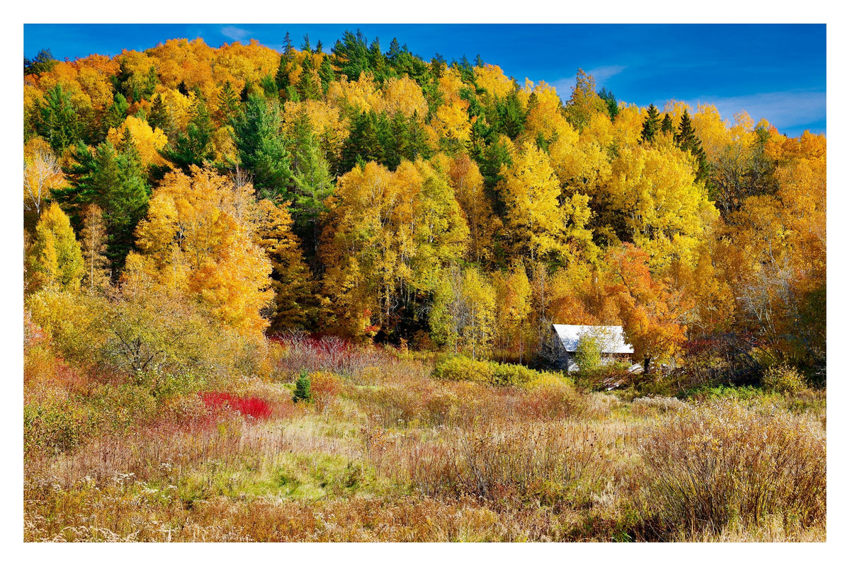The Old Homestead, Gallery Edition print: an old homestead tucked among blazing autumn trees, New Brunswick